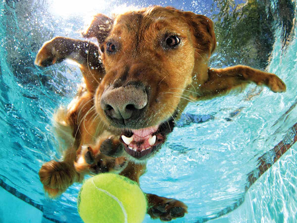 3D Puzzles, Underwater Dogs, 500 pcs